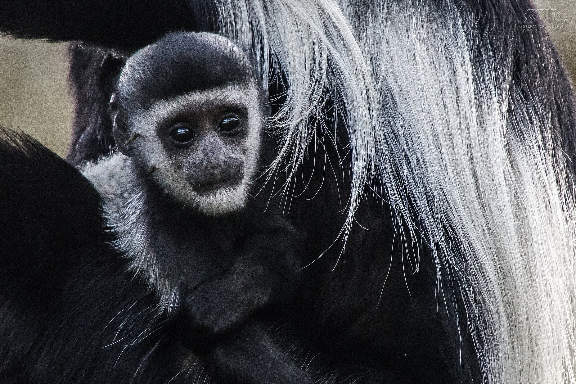 Naivasha - Crater Lake - Baby colobus aap  Stefan Cruysberghs